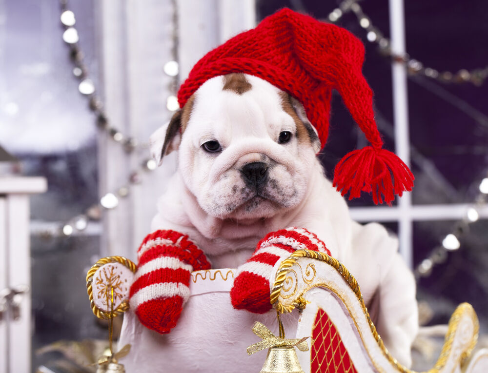 Puppy scams